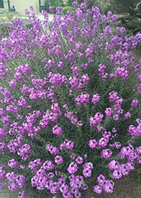 Erysimum Bowles Mauve Compactum